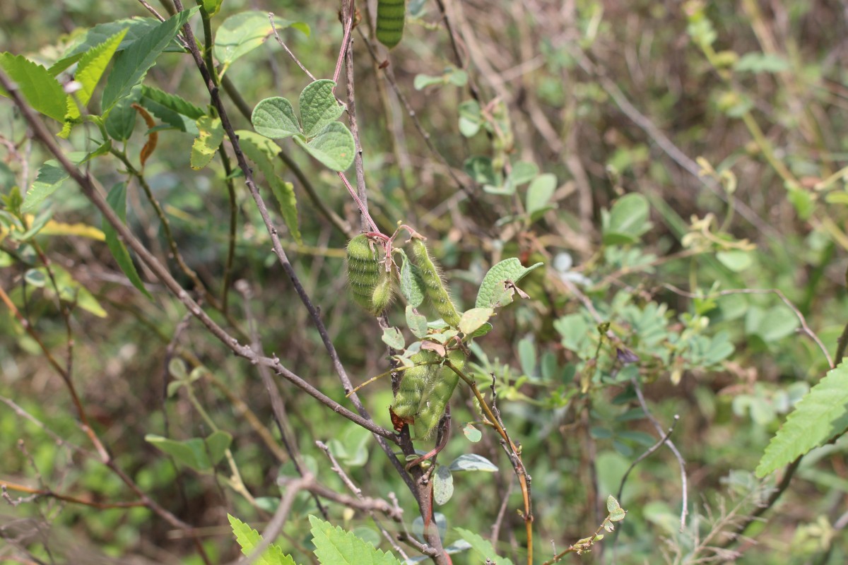 Cajanus scarabaeoides (L.) Thouars